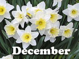 December Tips