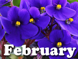 February Tips