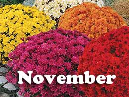 November Tips