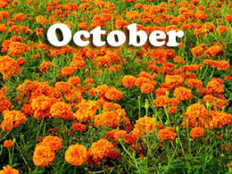 October Tips