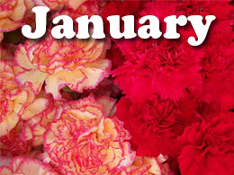 January Tips